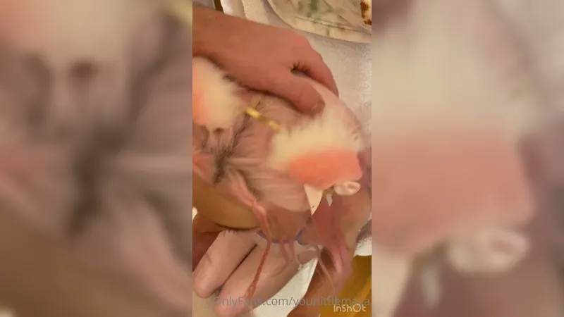 Yourlittlemaya Throating BWC And Banged Hard Compilation OnlyFans Leaked Video