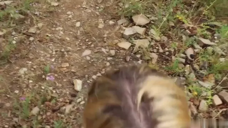 Britni Kitten Teases with Outdoor Woodlands Fuck Video