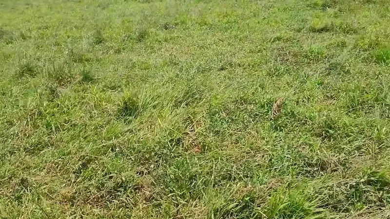 LanaBrazilianCutie teases her tight wet pussy in this steamy amateur incest barn video